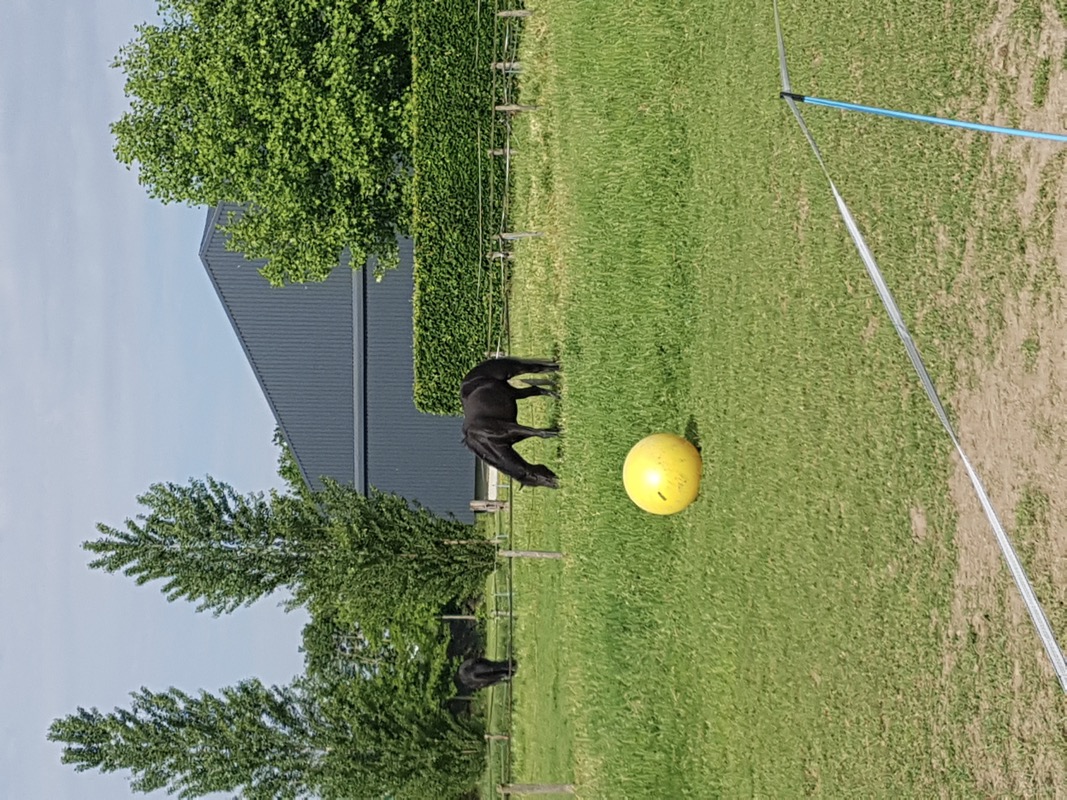 Paardencoaching