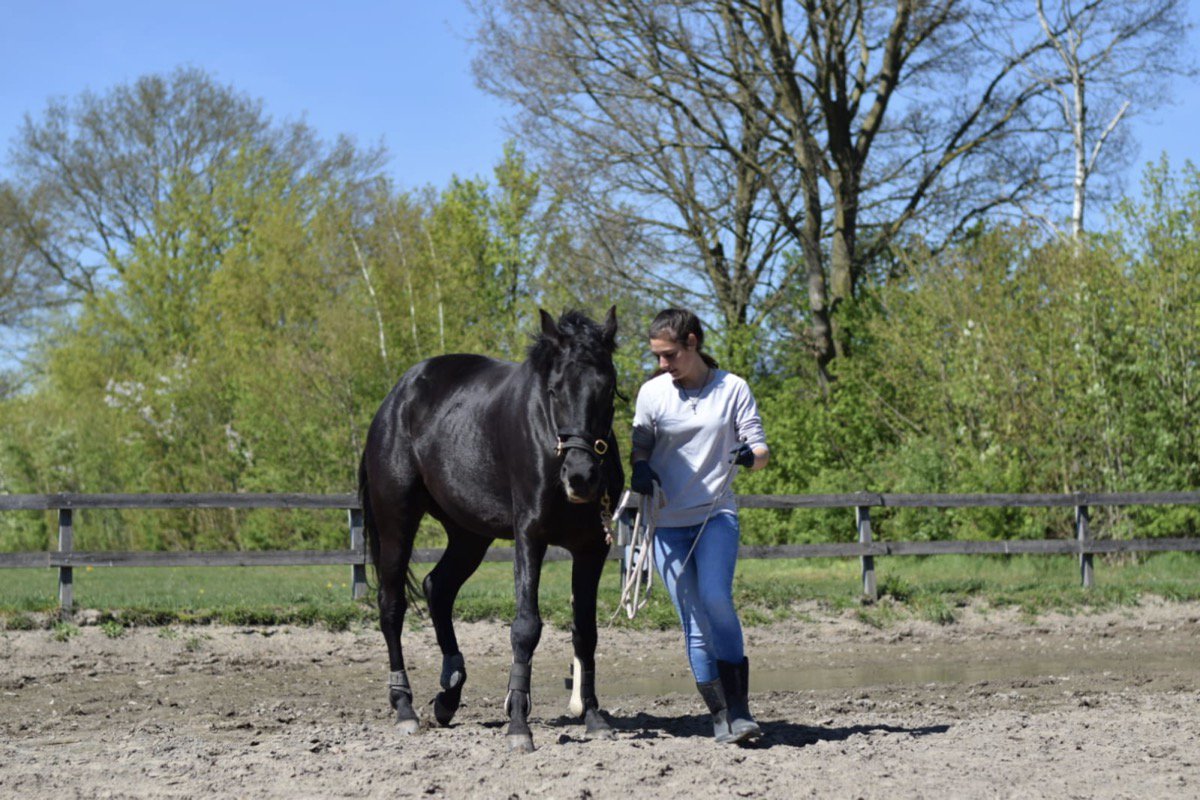 Paardencoaching