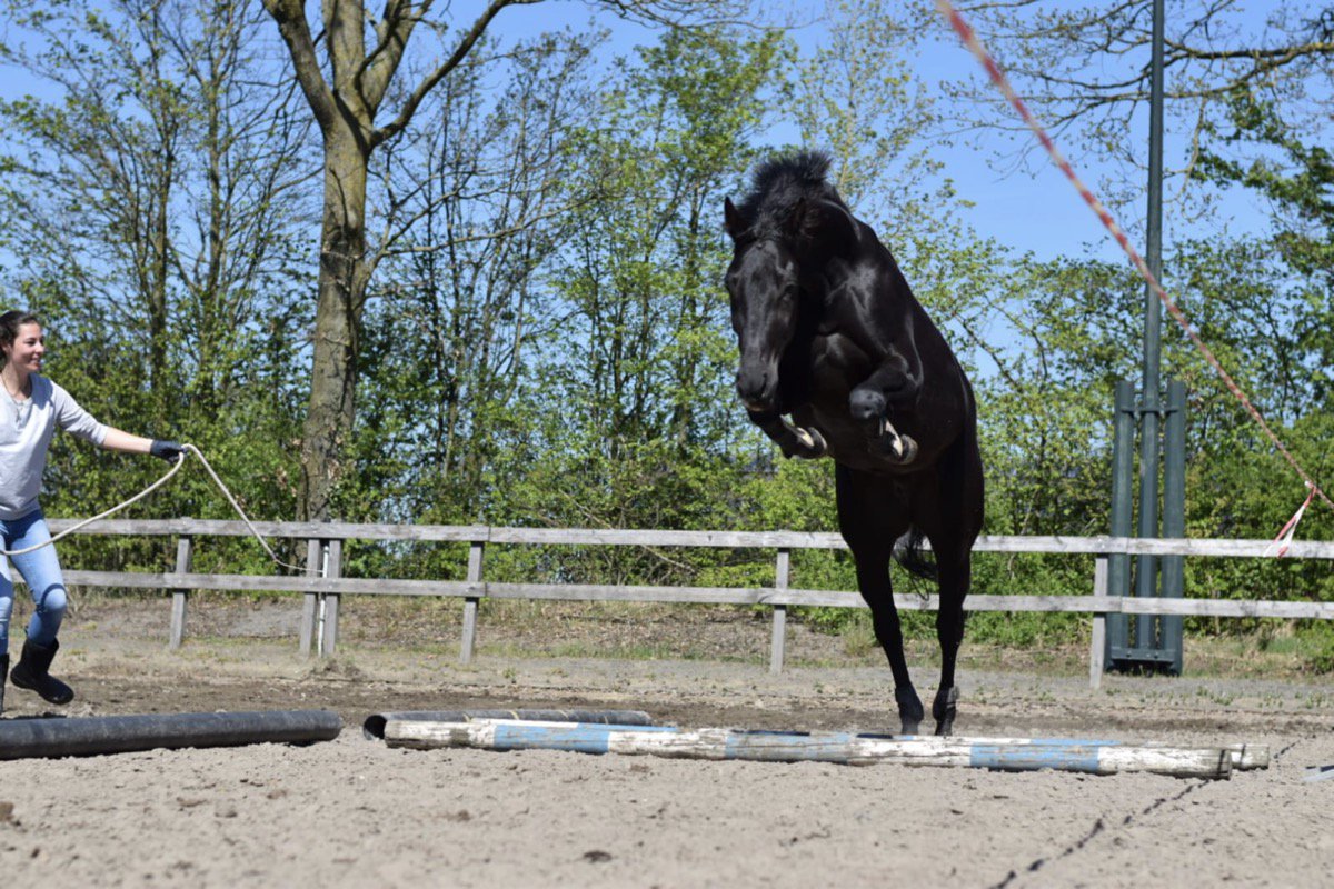 Paardencoaching